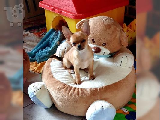 PoulaTo: CHIHUAHUA TOY