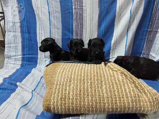 PoulaTo: Giant Black Schnauzer κουτάβια