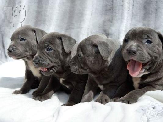 4 πανέμορφα μπλε Staffordshire Bull Terrier Puppies.We έχουν 2 θηλυκά...