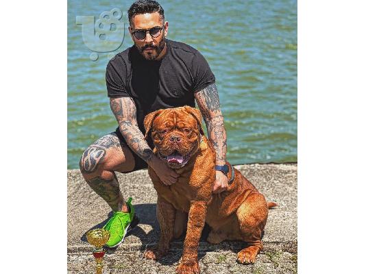 Dogue de Bordeaux κουτάβια