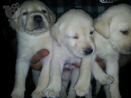 PoulaTo: LABRADOR