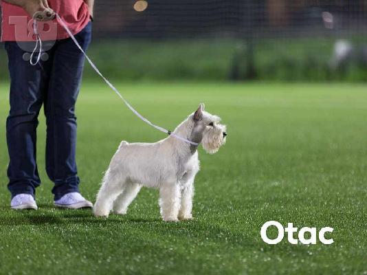 Μινιατούρα Λευκό Schnauzer όμορφα κουτάβια