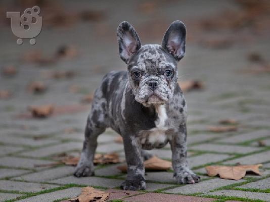PoulaTo: French bulldog merle