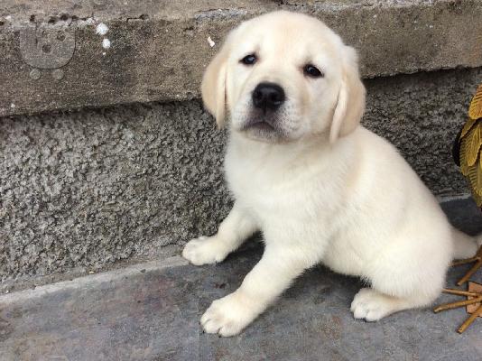 Γλυκά Golden Retriever κουτάβια προς πώληση