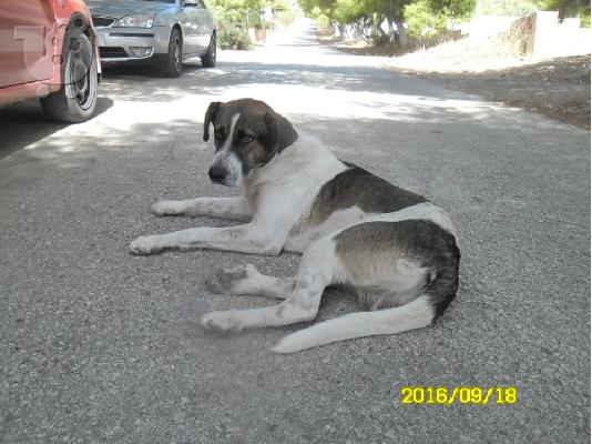 Νεαρο σκυλακι χαριζεται