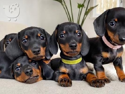 PoulaTo: Μικροσκοπικά κουτάβια Dachshund