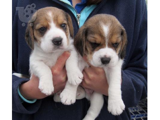 PoulaTo: Όμορφα κουτάβια Beagle για καλό σπίτι