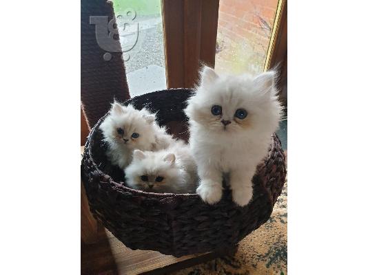 Εγγεγραμμένοι όμορφοι πασιένους chinchilas Kitten Gccf