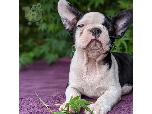 PoulaTo: Boston Terrier κουτάβια προς πώληση