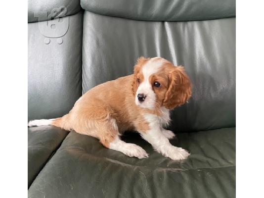 υπέροχα κουτάβια King Charles Spaniel