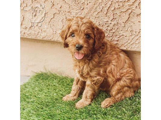 PoulaTo: Διατίθενται κουτάβια Goldendoodle