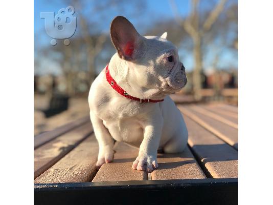 PoulaTo: Gorgeous English Bulldog puppies available