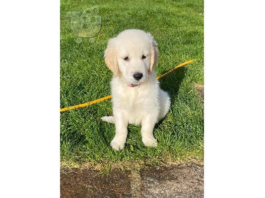 Εκπληκτικά Golden Retriever κουτάβια