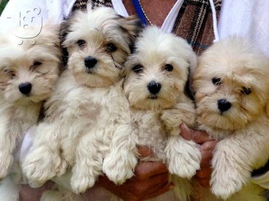 PoulaTo: Havanese puppies - Χαβανέζ κουτάβια