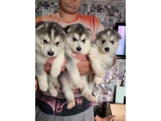 PoulaTo: Όμορφα κουτάβια σιβηρίας Husky