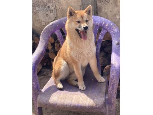 Shiba inu κουτάβια