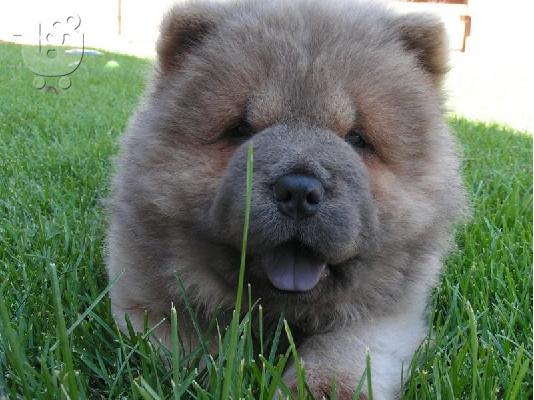 Chow Chow Diathétoume arseniká kai thilyká