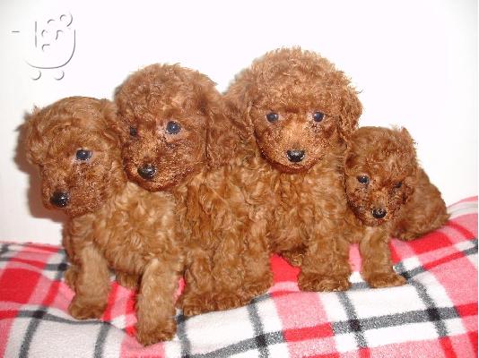 PoulaTo: Poodle apricot mini - Κανίς βερυκοκί μίνι