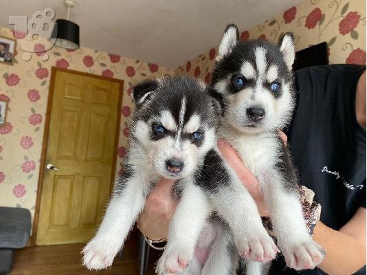 beuatiful SIBERAN HUSKY κουτάβι διαθέσιμο για υιοθεσία