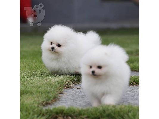 PoulaTo: Προσφορά χαριτωμένων κουταβιών Pomeranian