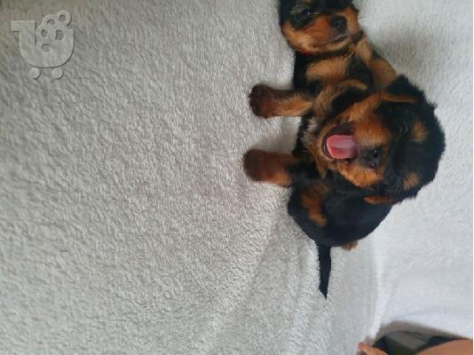 Τσαγιού κουτάβια Yorkie