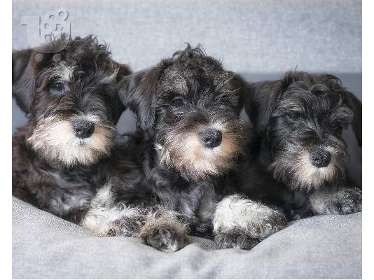 PoulaTo: Schnauzer mini - Σνάουτσερ μινι