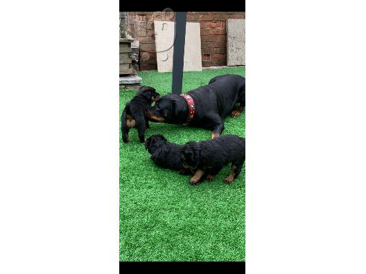 Κουτάβια Rottweiler, έτοιμα να φύγουν τώρα, μόνο 2 αγόρια...