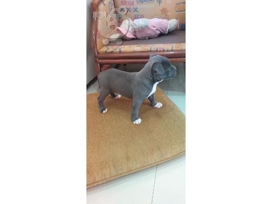 American Staffordshire Terrier BLUE LINE