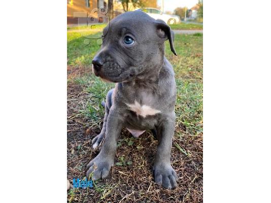 Pitbull Blueline Lilac κουτάβια