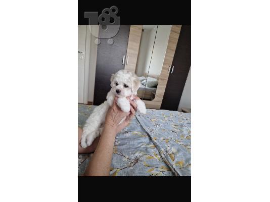 Bichon Frize κουτάβια