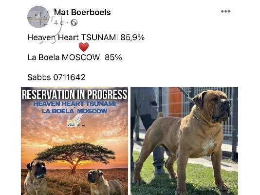 Νοτιοαφρικανικό Mastiff - Boerboel κουτάβια