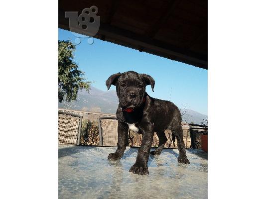 ΘΗΛΥΚΟ CANE CORSO