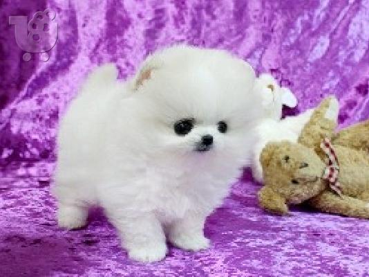 PoulaTo: Γλυκά μικρά Pomeranian κουτάβια