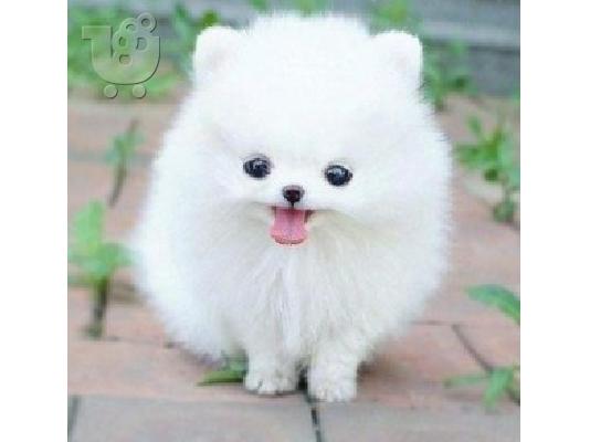 PoulaTo: Αγόρι και κορίτσι Kc Pomeranians. Kc pomeranians