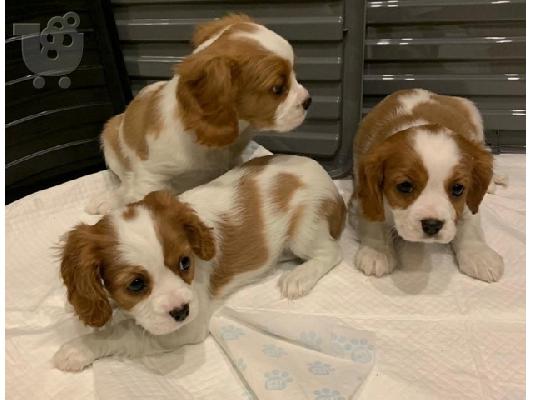 Cavalier King Charles Spaniel προς πώληση