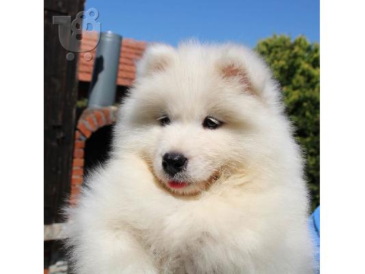 Samoyed όμορφο κουτάβι