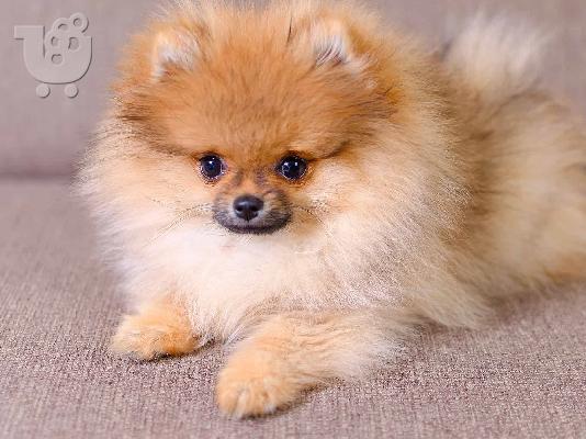 PoulaTo: Pomeranian mini