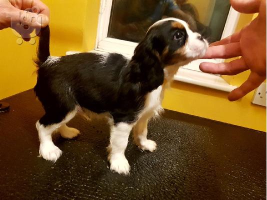Έχω τα κουτάβια Cavalier King Charles Spaniel προς πώληση.