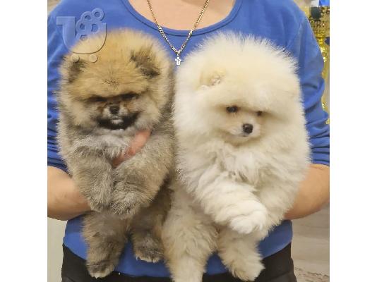Pomeranian Spitz κουτάβια