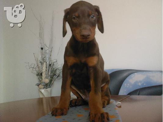 PoulaTo: Ντόμπερμαν - 380 euro