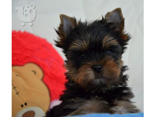 PoulaTo: Φανταστικά Yorkshire terrier