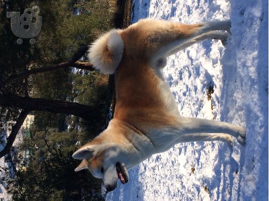 akita inu