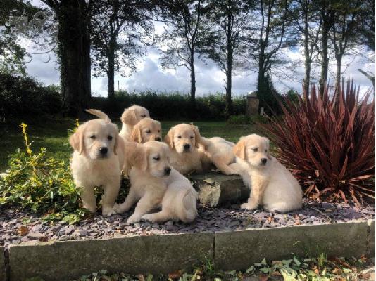 Όμορφα υγιή κουτάβια GETERN RETRIEVER