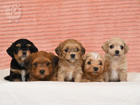 Havanese Bichon κουτάβια