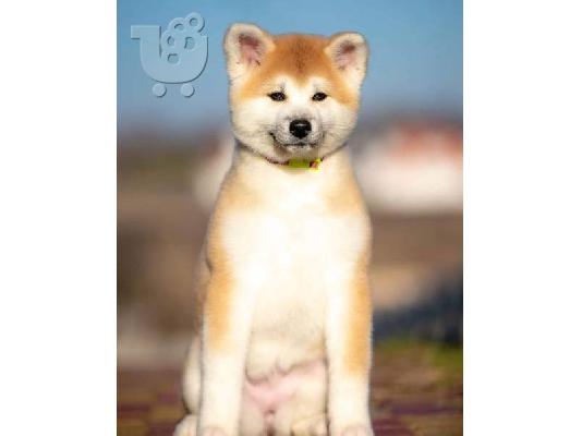 Akita Puppies