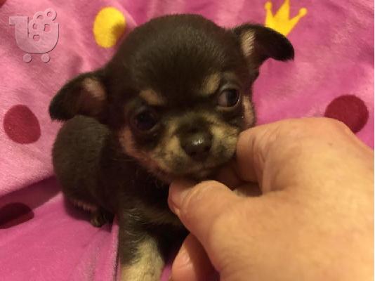 Beuatiful Matipoo štenad kontaktirajte me putem (whatsapp 32460219218) ili (viber 23767957...