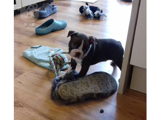 Όμορφα κουτάβια boston terrier προς πώληση