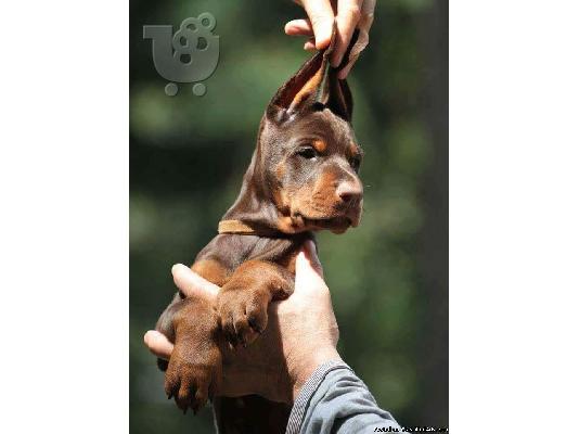 Εκπληκτική κουτάβια Doberman