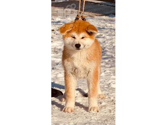 Γιαπωνέζικο Akita Inu κουτάβια