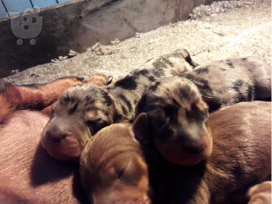 PoulaTo: AKC Dachshunds